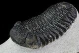Bargain, Morocops Trilobite - Bumpy Shell #79846-2